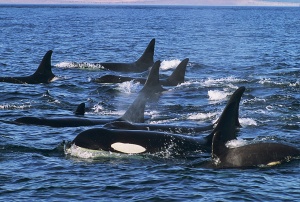 This image was taken from http://www.kayakingtours.com/orca-tours/kayaking-killer-whales.htm