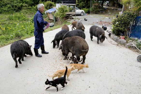Naoto Matsumura, Guardian of Fukushima’s Animals